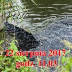 Wiceprezes zarządu Polmleku Witulski Marcin pisze do NaszLidzbark