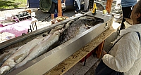 IMG0888
